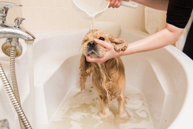 Beneficios y precauciones al bañar a tu perro con jabón de azufre