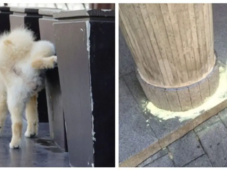 Los peligros de usar jabón de azufre en baños para perros: ¿Por qué es una mala idea?