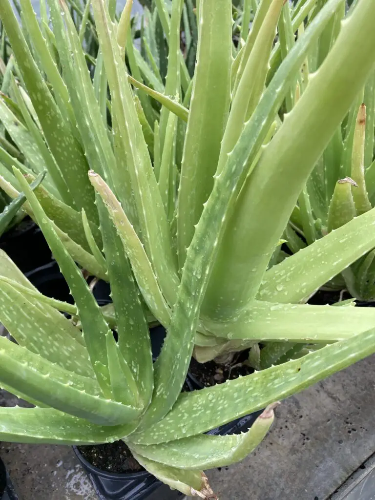 Receta casera de jabón de Aloe Vera: beneficios para la piel y cómo hacerlo paso a paso