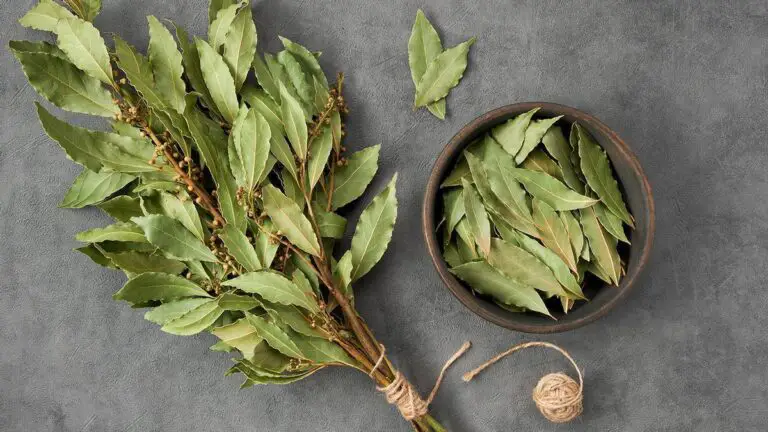 Atrae la suerte a tu vida con las poderosas hojas de laurel: descubre cómo hacerlo