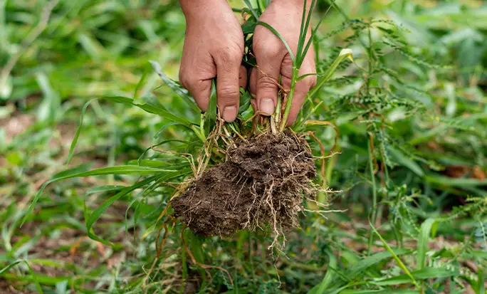 Herbicida casero total: Elimina las malas hierbas de tu jardín de forma natural