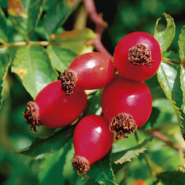 Descubre las increíbles propiedades del aceite de rosa mosqueta para una piel radiante